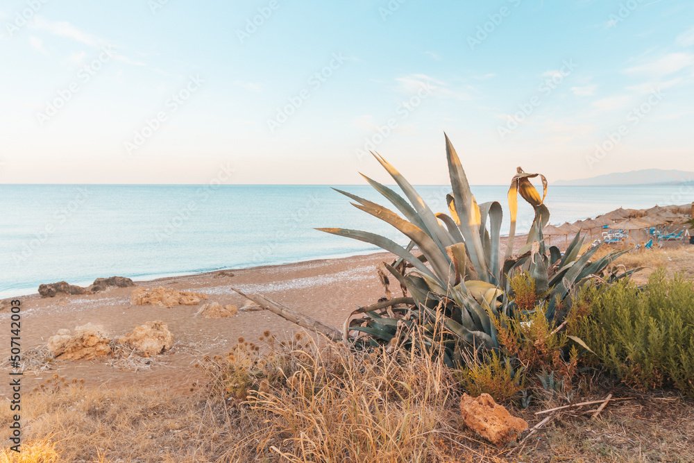Poranek na plazy z kaktusem w Kalo Nero - obrazy, fototapety, plakaty 