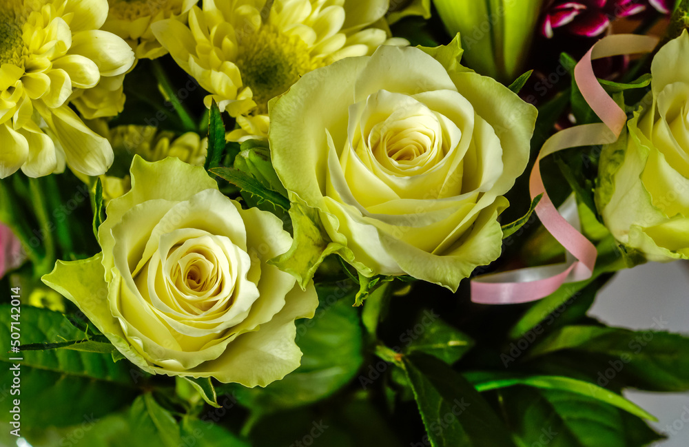 yellow roses, two flowers, close-up on a background of other plants yellow roses, two flowers, close-up on a background of other plants