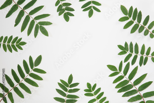 green leaf branches on white background. flat lay  top view. copy space