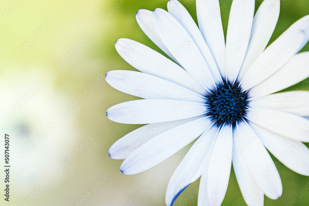 Płatki białego kwiatka na zielonym tle w Grecji - obrazy, fototapety, plakaty 