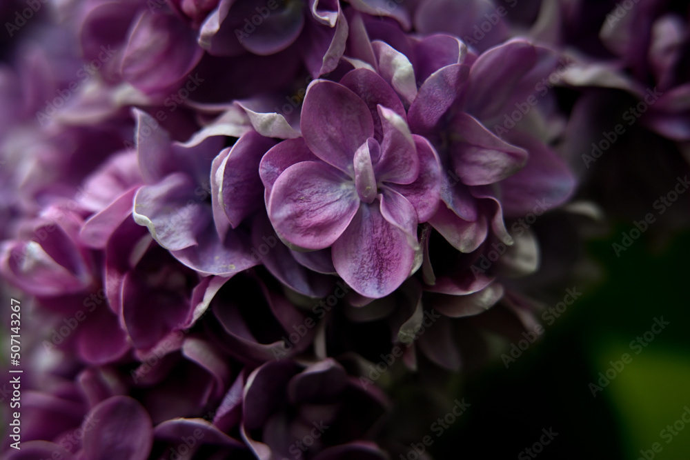 Macro photography of plants in sunny spring day.