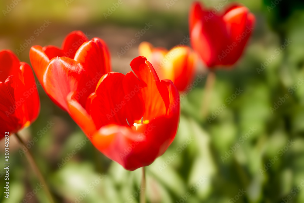 A group of red tulips in close-up. Selective focus. A group of red tulips in close-up. Selective focus.