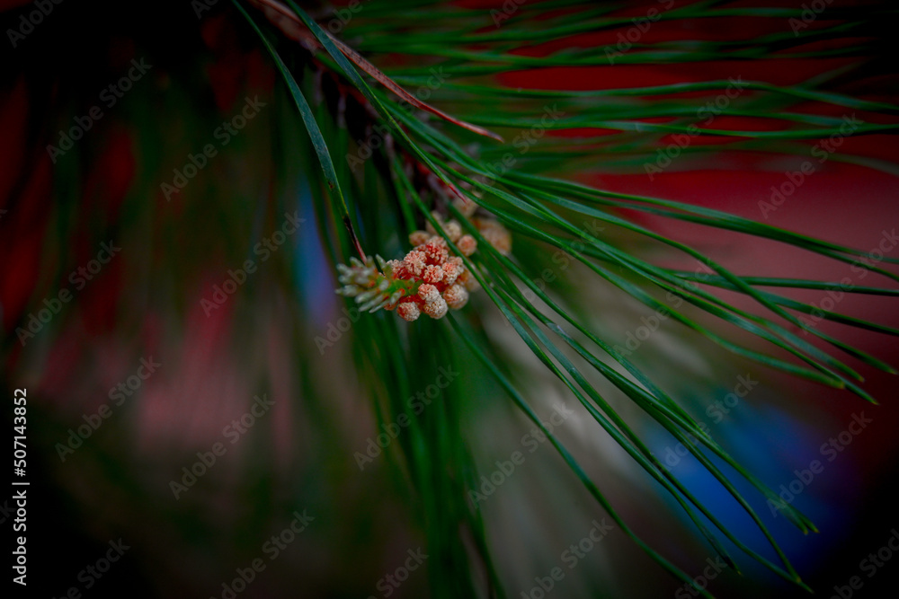 Macro photography of plants in sunny spring day. Macro photography of plants in sunny spring day.