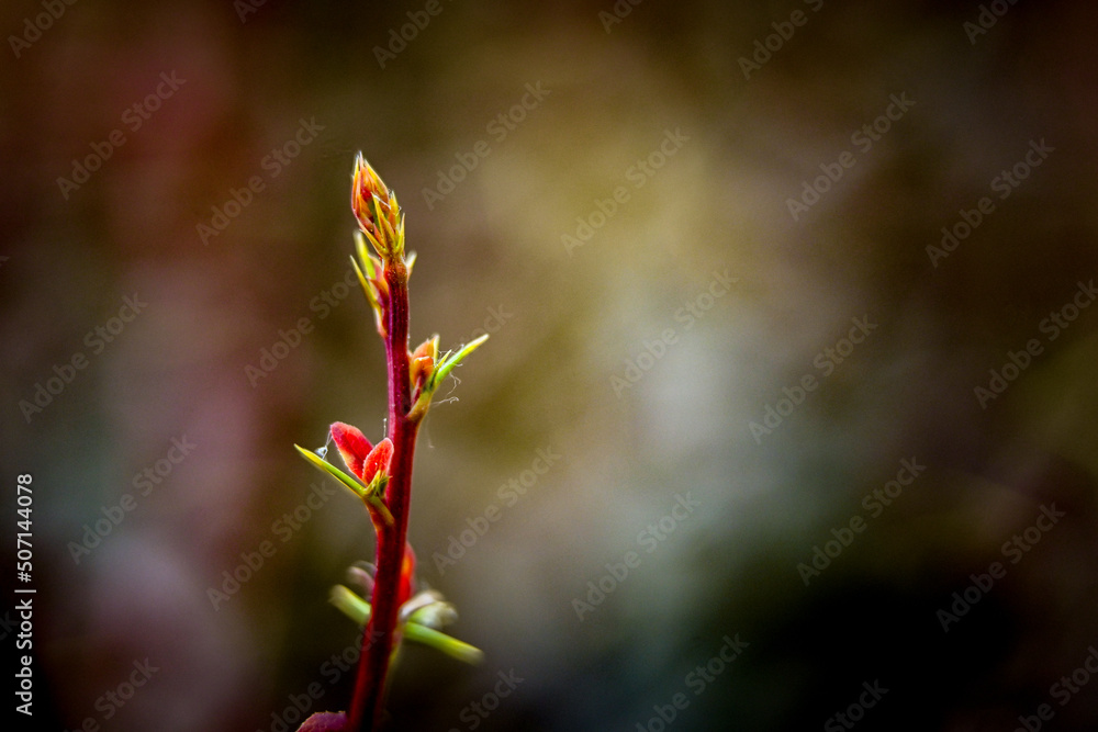 Macro photography of plants in sunny spring day. Macro photography of plants in sunny spring day.