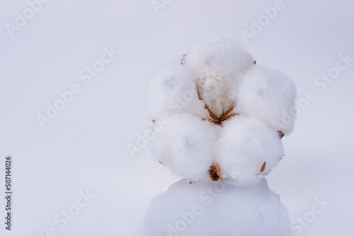 cosmetic, delicate, boll, floral, ball, environment, cultivated, soft, nature, agriculture, blossom, bud, care, cellulose plant, clothes, clothing, cotton bolls, cotton branch, cotton flower, cotton p © ursaminor