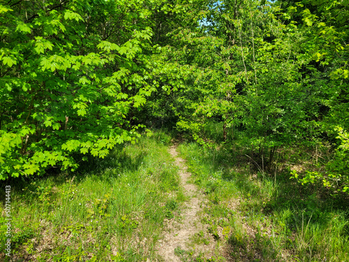 Small trail in a meadow in summer that leads to a very green forest