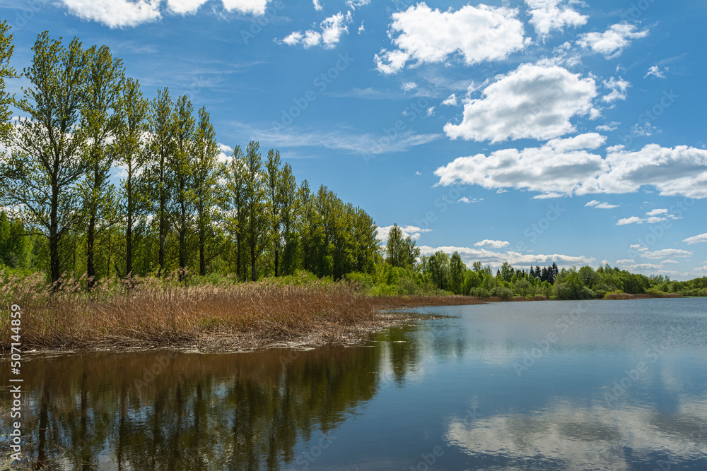 A row of tall trees on the shore of the lake. Coastline of a reservoir with vegetation and shrubs. The water reflects the blue sky with clouds. Spring landscape on a sunny day