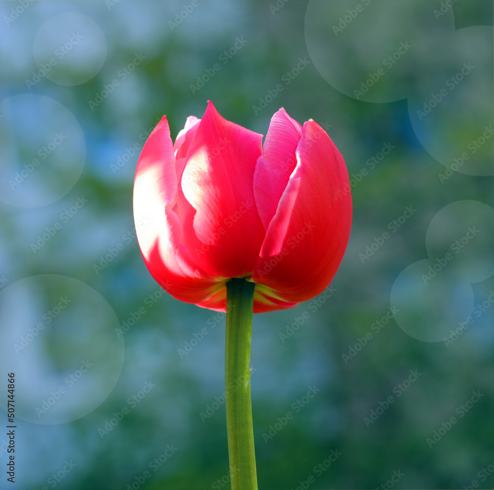 Fototapeta premium One red tulip flower with sunlight close-up on natural background with bokeh