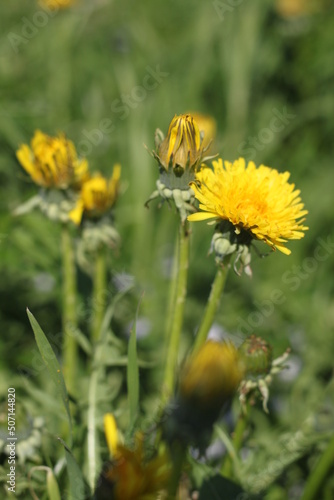 Dandelion in Zakarpattya