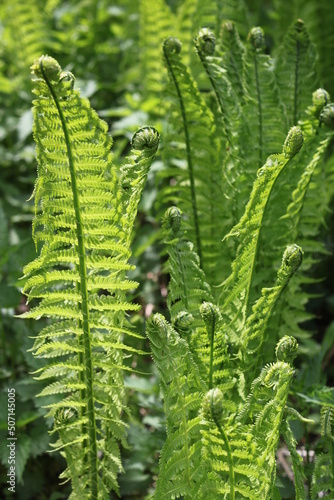 Fern in forest