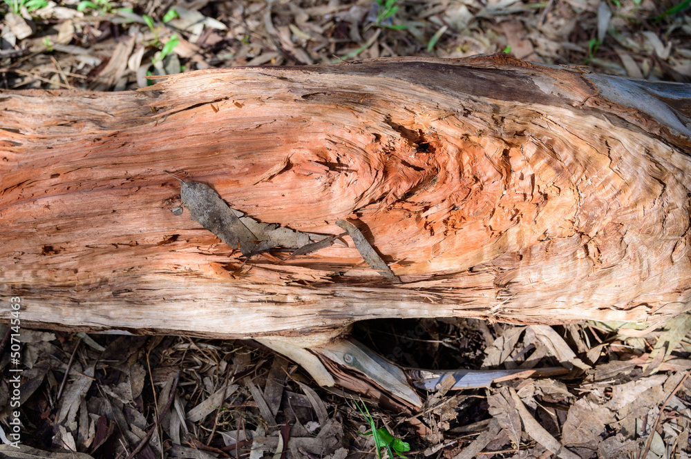 a broken eucalyptus tree lies in the park.