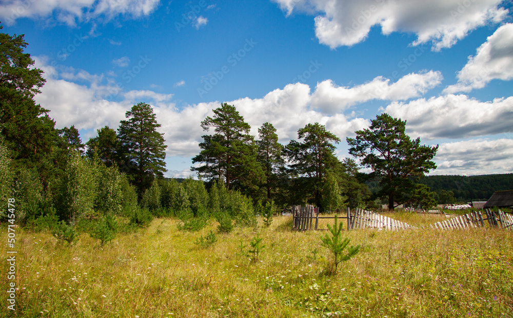 Pine forest. Forest edge in sunny weather