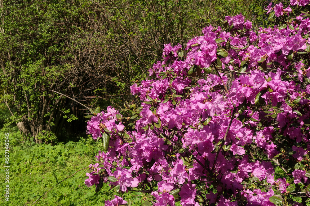 pink flowers in the garden pink flowers in the garden