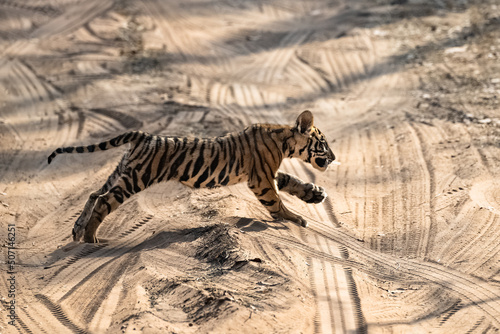 A wild baby tiger, two months old, crossing the dirt road in the forest in India, Madhya Pradesh 