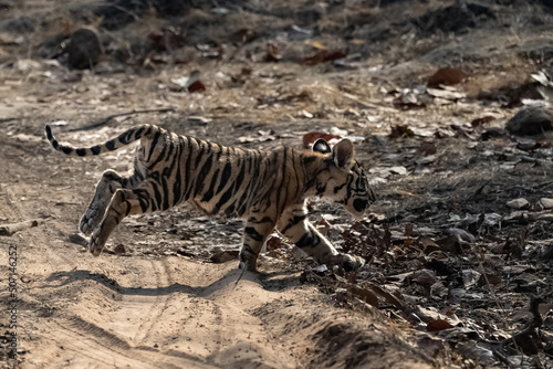 A wild baby tiger  two months old  crossing the dirt road in the forest in India  Madhya Pradesh 