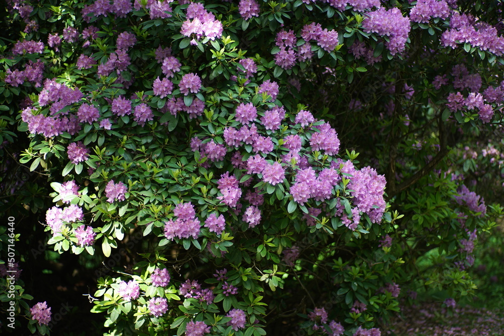 Blühender Rhododendron in einem Park oder Garten mit Bäumen Blühender Rhododendron in einem Park oder Garten mit Bäumen