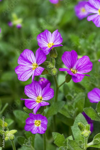 Lilacbush, Aubrieta deltoidea, flowers growing wild in the UK