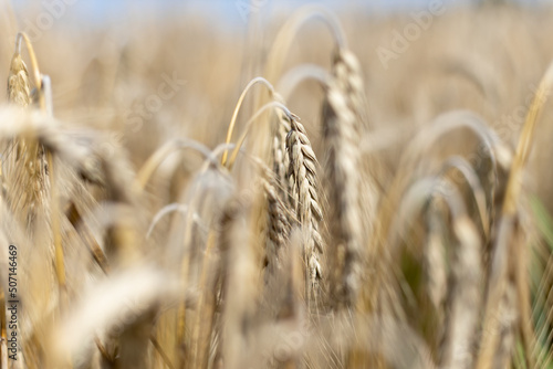 Valokuvatapetti Weizen auf dem Feld in der Sonne