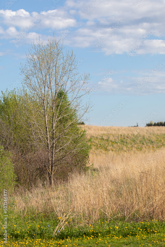 Fototapeta premium Rural Ontario field and trees in springtime