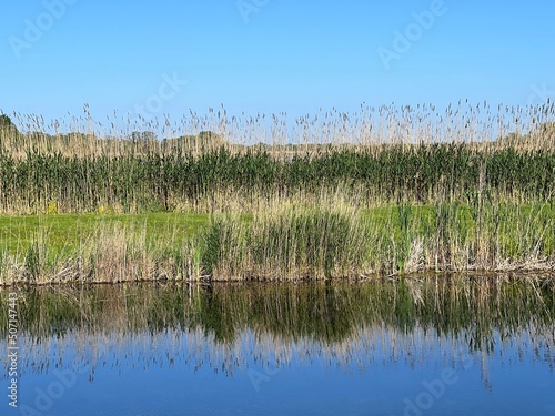 Reeds on the bank of lake. Clear blue sky at sunny summer day. Scenic reflection of reed in calm blue water.