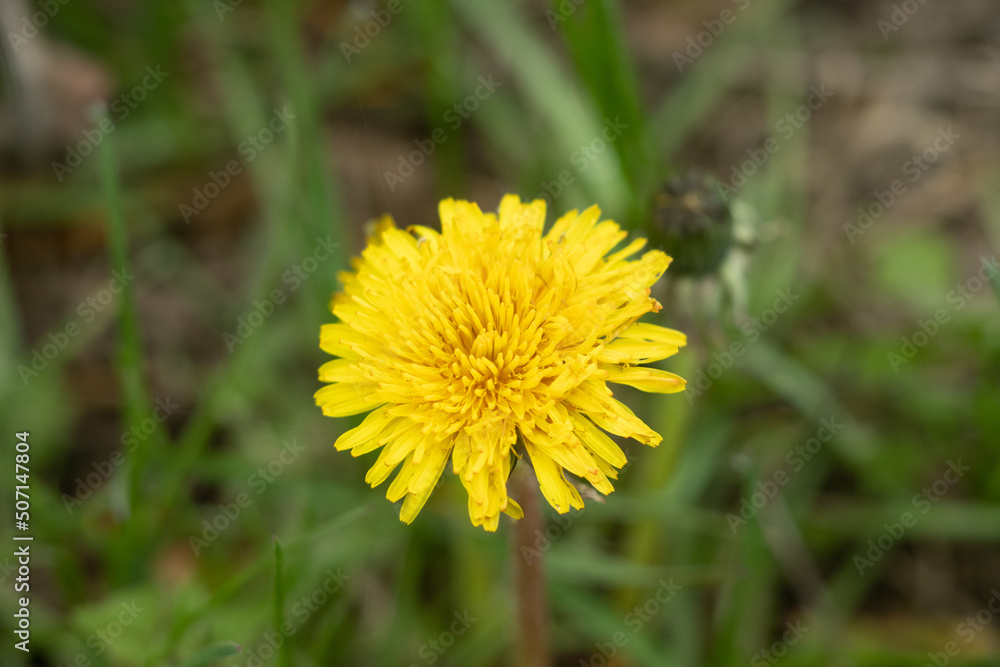 Yellow flower taraxacum officinale close up
