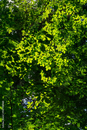 Green canopy in the forest - beech trees in summer 