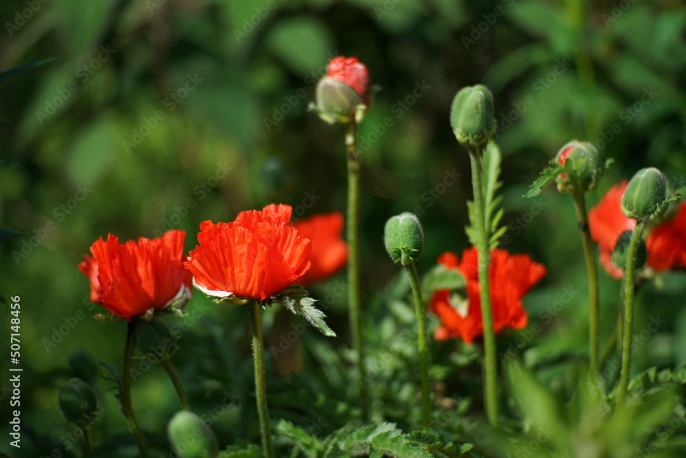 Rot blühender Mohn, Klatschten im späten Frühling in einem Garten Rot blühender Mohn, Klatschten im späten Frühling in einem Garten