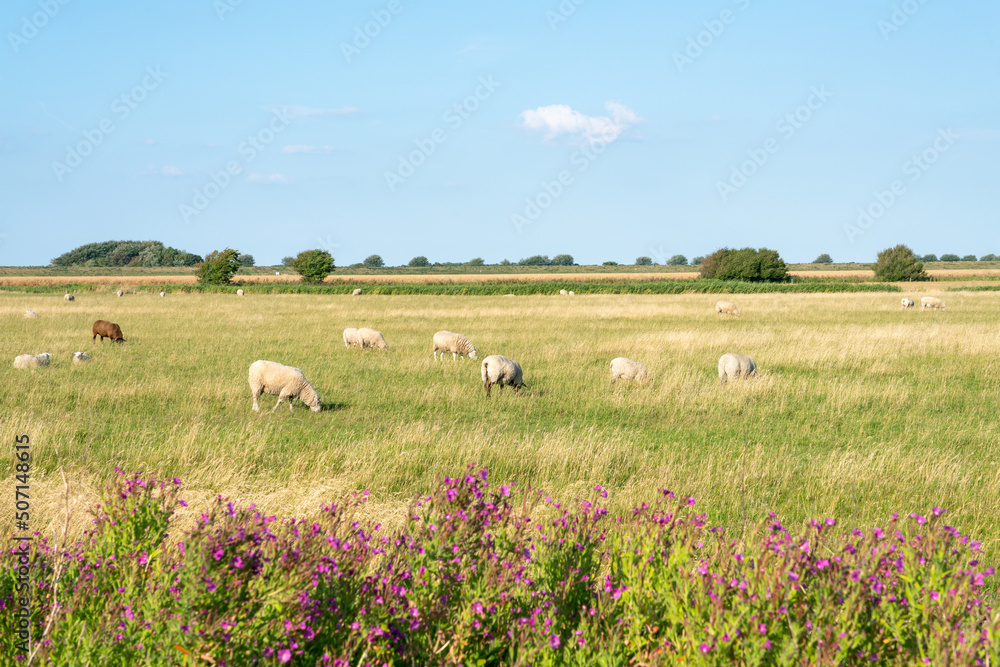 Grazing sheep in the meadow, Westerhever, Sankt Peter-Ording, Schleswig-Holstein, Germany Grazing sheep in the meadow, Westerhever, Sankt Peter-Ording, Schleswig-Holstein, Germany