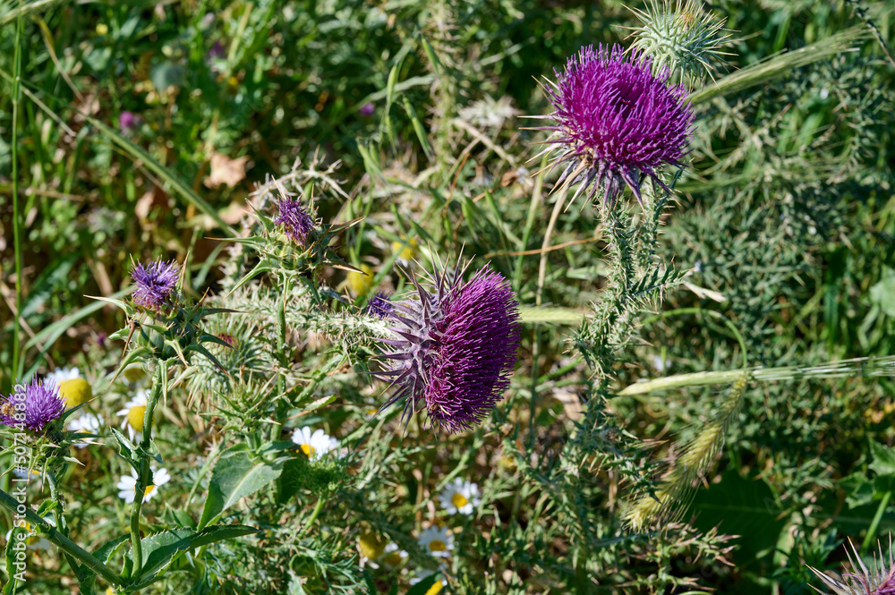 Fototapeta premium Blessed milk thistle flowers in field, close up. Silybum marianum herbal remedy, Saint Mary's Thistle, Marian Scotch thistle, Mary Thistle, Cardus marianus bloom.