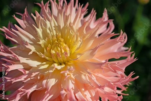 Blühende Dahlie in einer Nahaufnahme