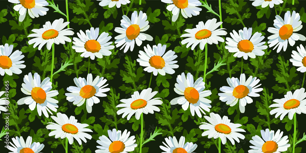 Chamomile flower vector seamless pattern Chamomile flower vector seamless pattern
