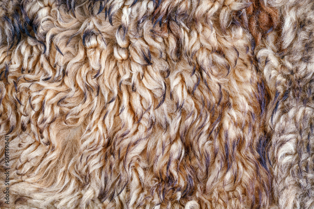 Beige curly fur texture and background Beige curly fur texture and background