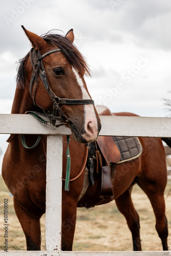 Portrait of a brown horse with a white spot on face standing still next to wooden fence