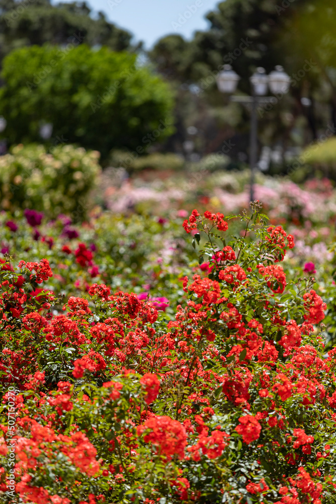 Flowers. Red flowers with background flowers of different colors in the park of the rose garden of the Parque del Oeste in Madrid. Background full of colorful flowers. Spring print. In Spain. Europe. 