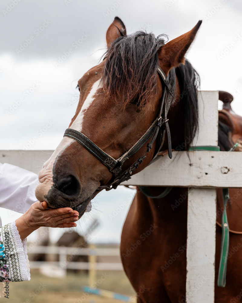Obraz premium Portrait of a brown horse with a white spot on face standing next to wooden fence and eating from female hand