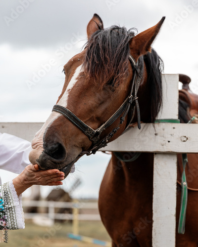 Portrait of a brown horse with a white spot on face standing next to wooden fence and eating from female hand © Tetiana