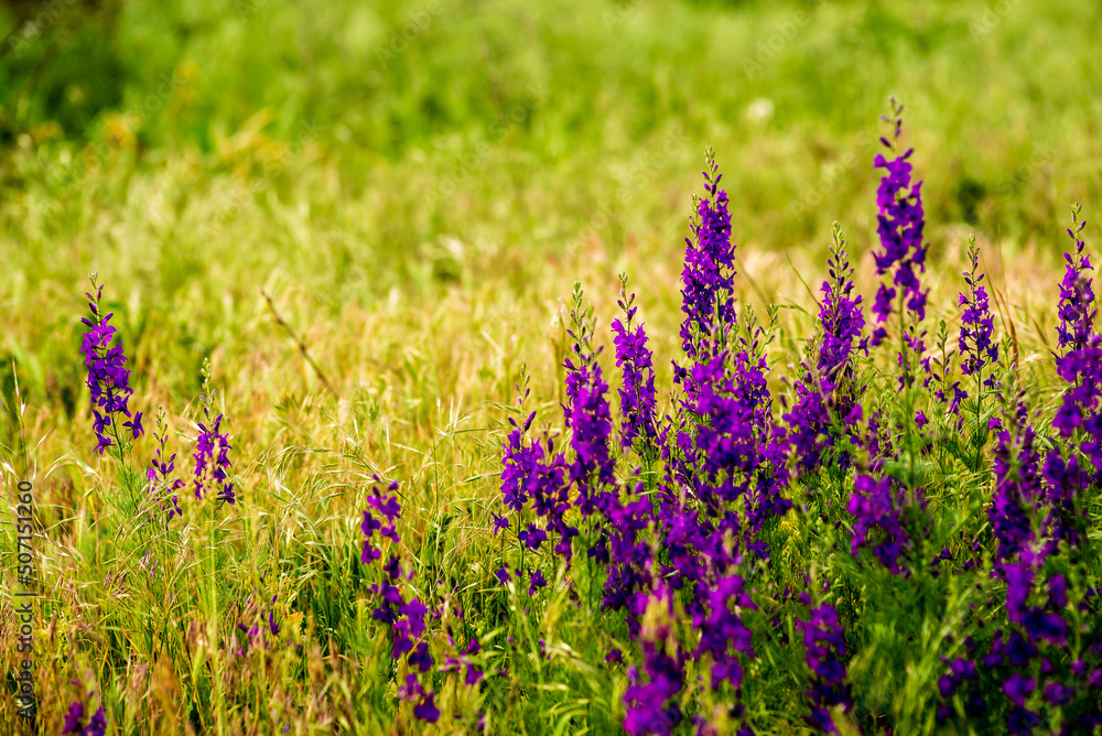 Fototapeta premium Delphinium ajacis close up background. Multicolored Larkspur flowers. Delphinium purple, blue, pink flowers grows in the garden, Flowering field with Rocket Larkspur (Consolida ambigua). orientalis
