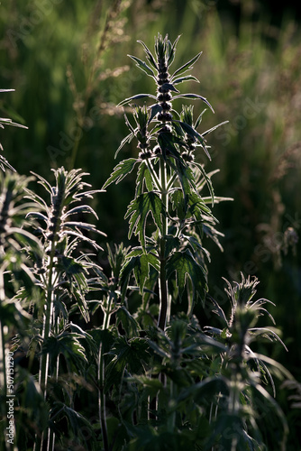 Leonurus cardiaca, motherwort, throw-wort, lion's ear, lion's tail medicinal plant with opposite leaves serrated margins Blooming in summer, sunset spring