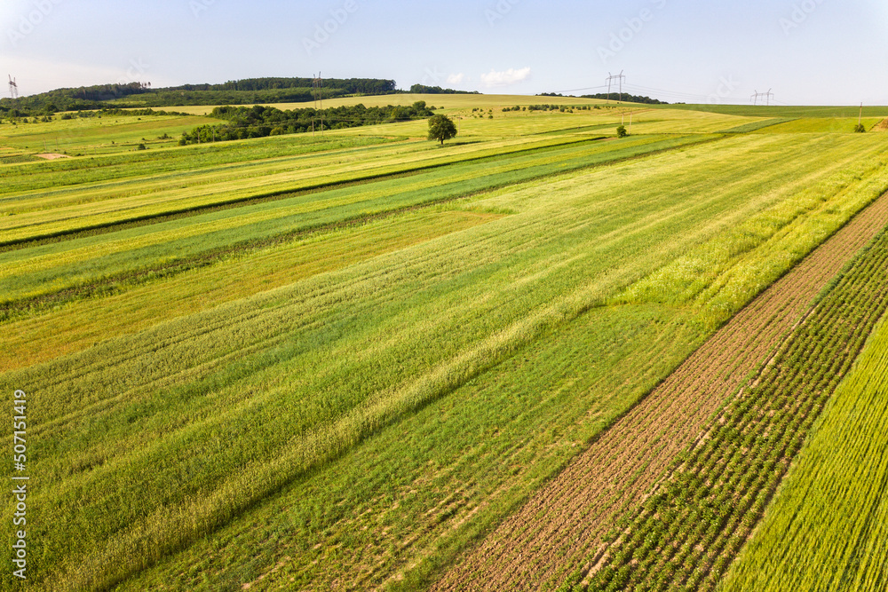 Aerial view of green agricultural fields in spring with fresh vegetation after seeding season on a warm sunny day.