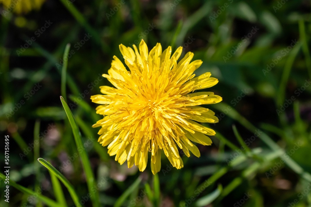 Yellow blooming flower close-up. high quality photo. Yellow blooming flower close-up. high quality photo.