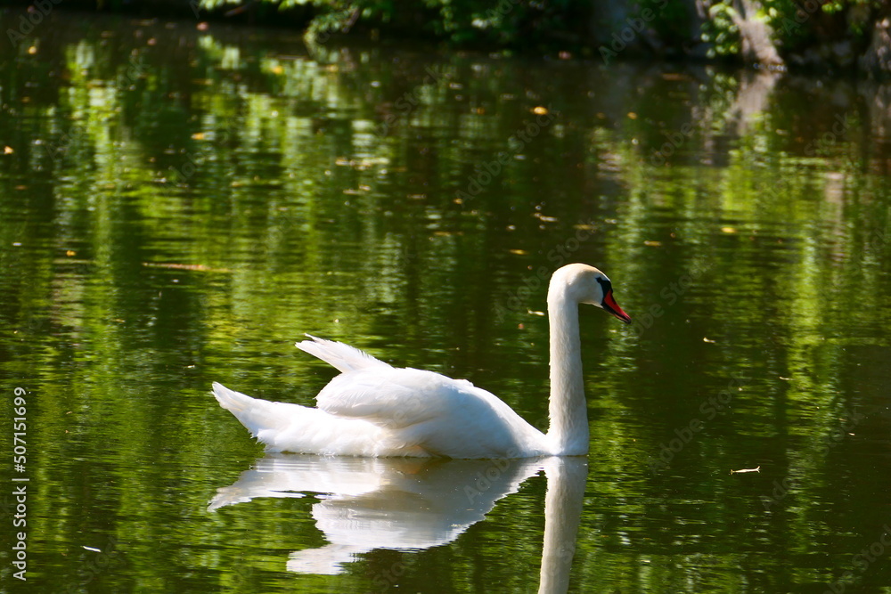 Fototapeta premium Schwan schwimmt im Teich