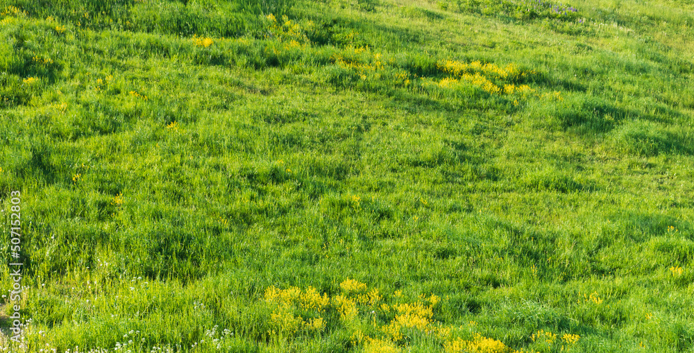 Green summer meadow in a sunlight, background Green summer meadow in a sunlight, background