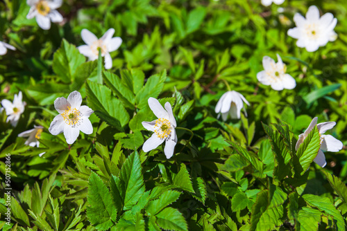 Wild white spring flowers grow on a forest ground © evannovostro