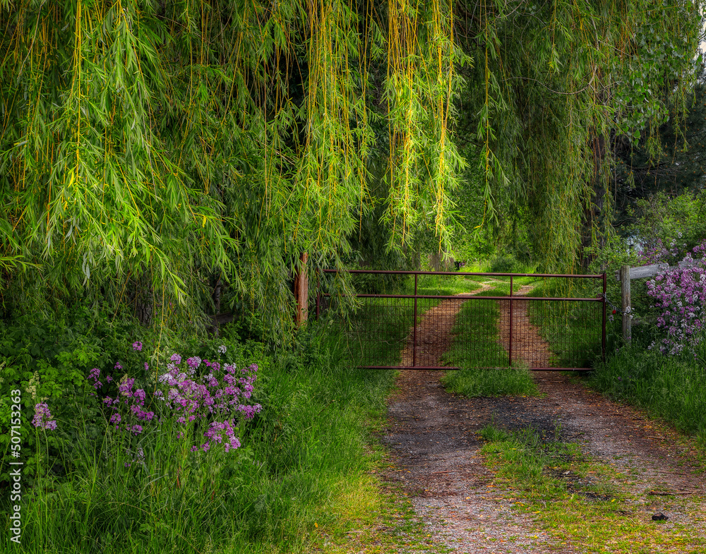 Weeping willow with Spring flowers and gate 