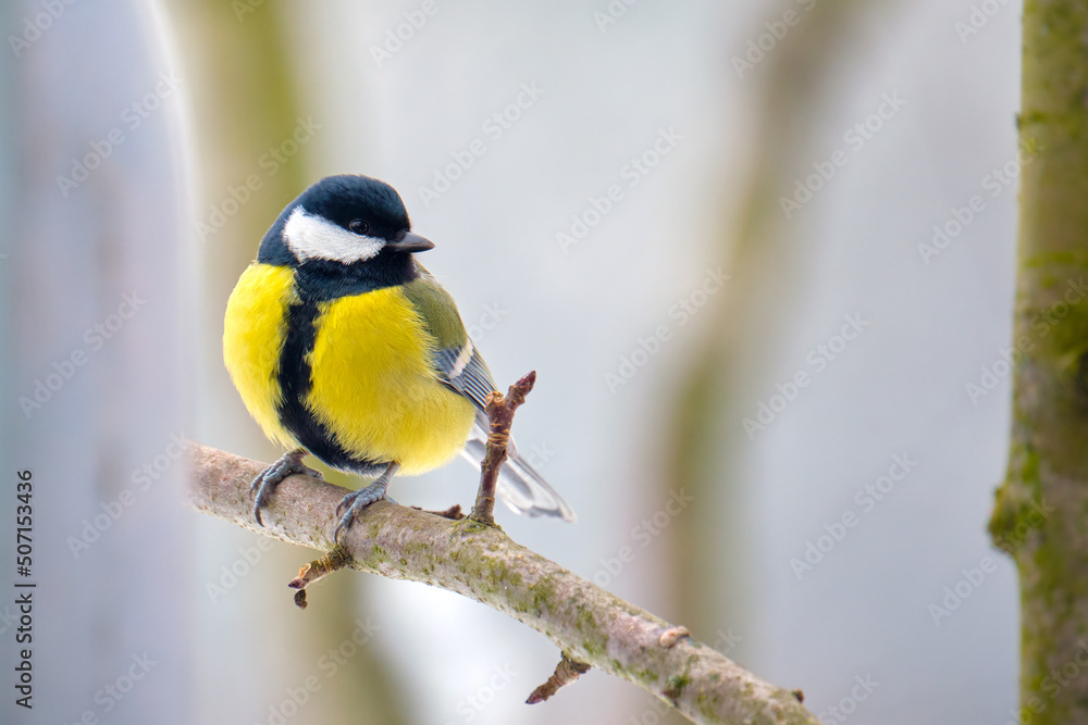 Fototapeta premium Yellow wild tit bird perching on tree branch on cold winter day