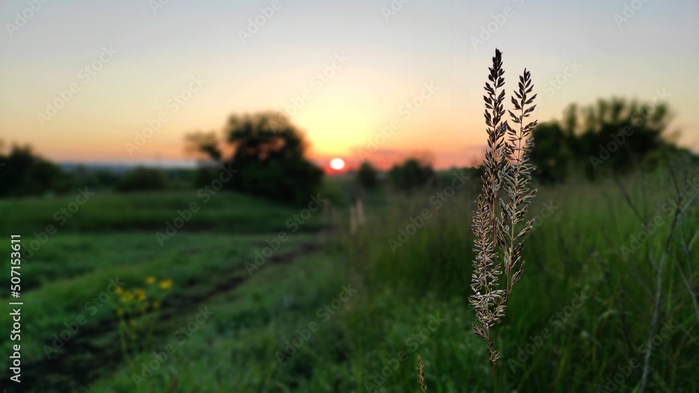 Fototapeta premium sunset in the field