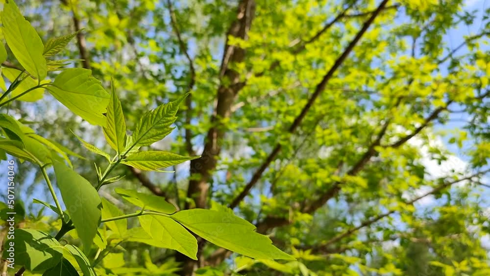 Bright green fresh young leaves on a tree branch against a blue sky sway in the wind on a sunny spring day close-up. Beautiful natural background. Ecology, environmental protection, organic Bright green fresh young leaves on a tree branch against a blue sky sway in the wind on a sunny spring day close-up. Beautiful natural background. Ecology, environmental protection, organic
