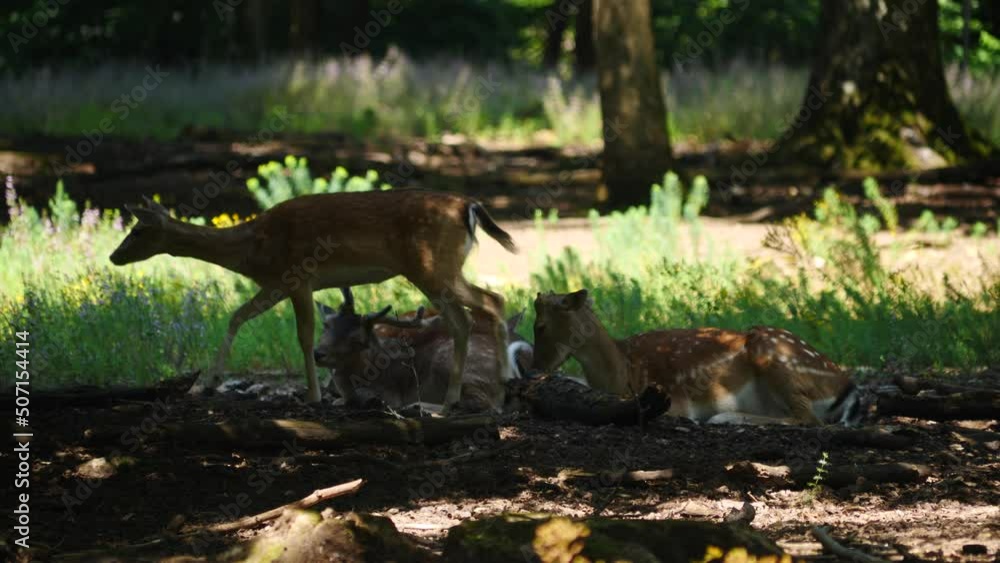 Fallow deer in natural environment. Vision Park in Auberive region, France. Slow motion Fallow deer in natural environment. Vision Park in Auberive region, France. Slow motion