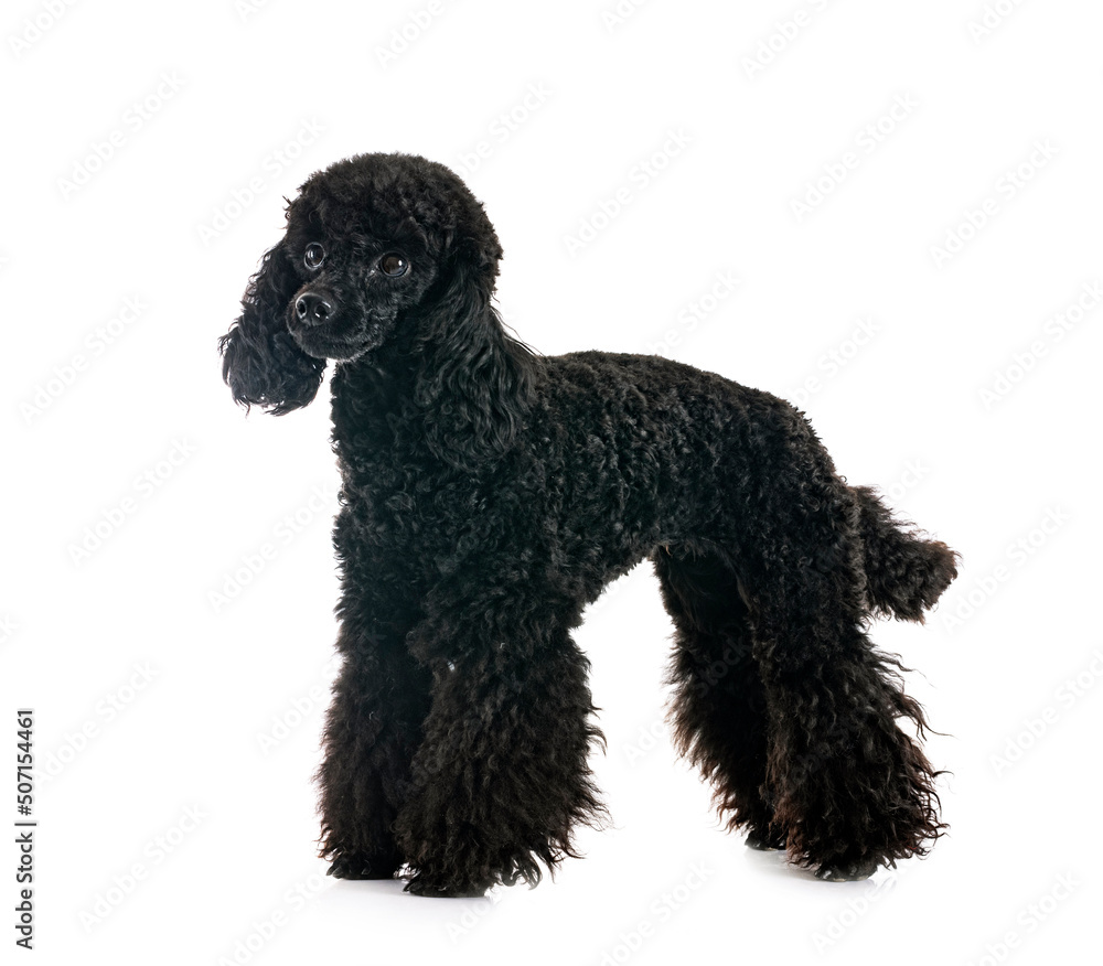 poodle in studio poodle in studio