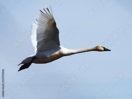 Tundra Swan in flight